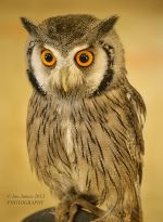 White Faced Scops Owl